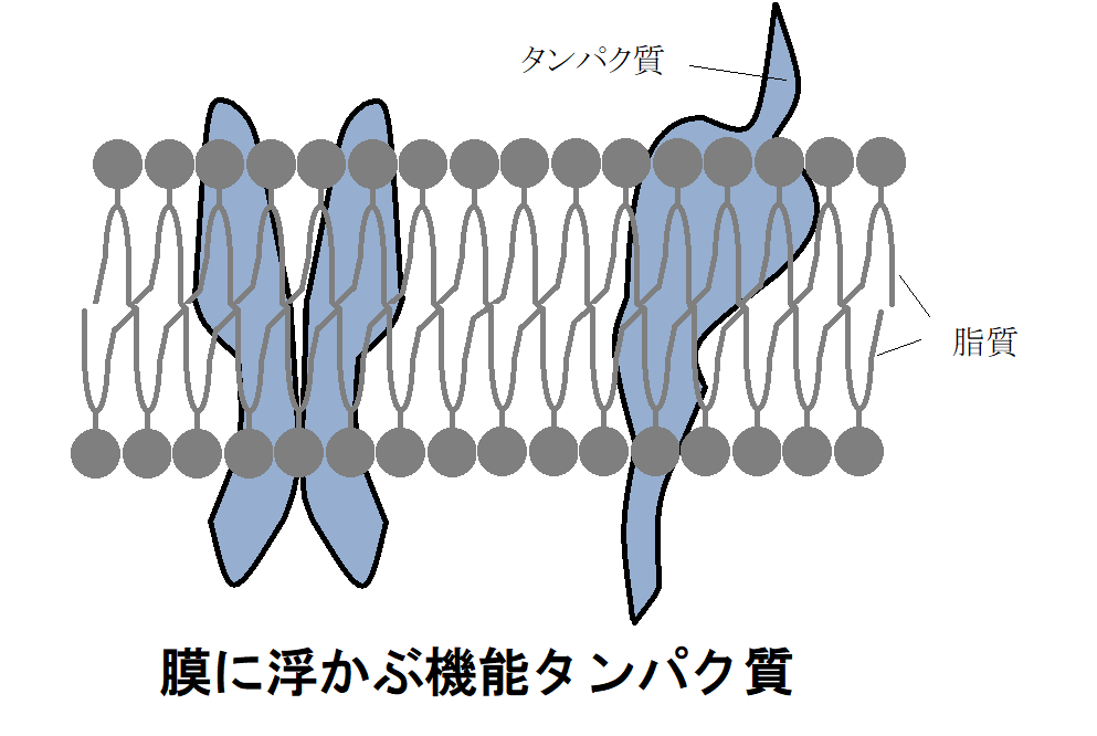 糖質を控えた方が良い本当の理由 糖化 と メイラード反応 とは 神仙堂薬局